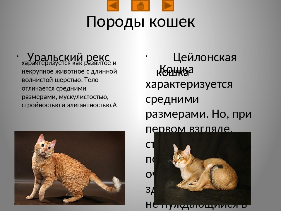 Кудрявые ангелы породы «уральский рекс» - кот, пёс и я