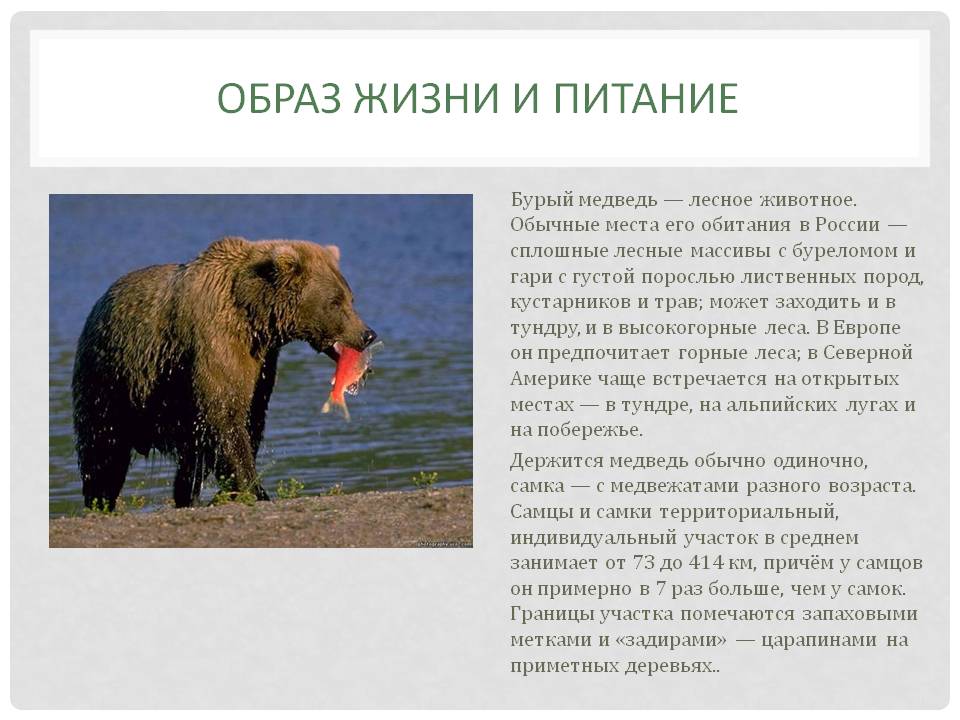 Сообщение о буром медведе ? описание животного, где живет и чем питается