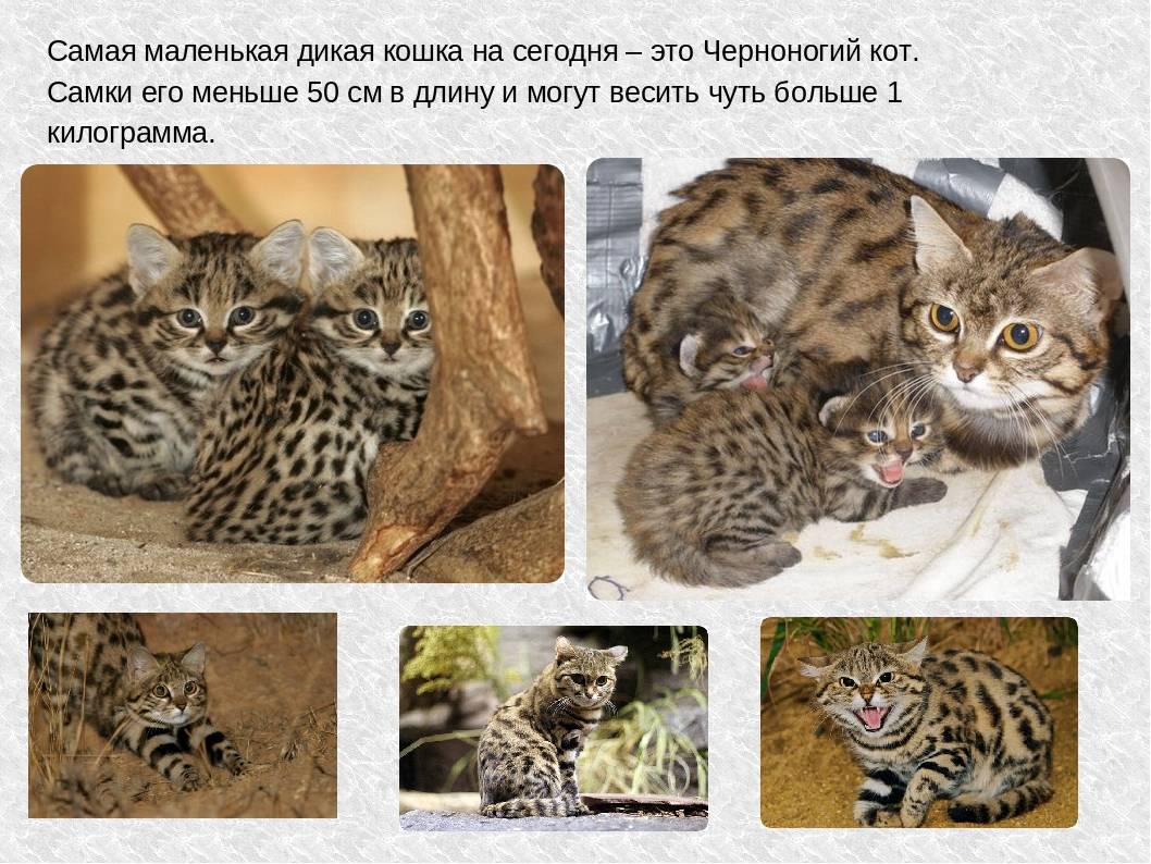 Черноногая кошка: фото, описание, характер, внешний вид и среда обитания