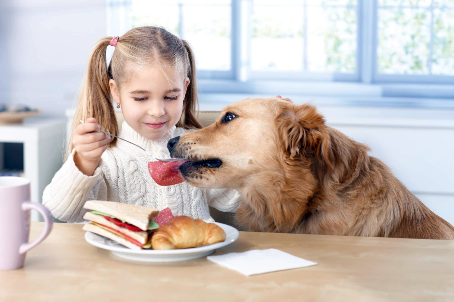 Чем нельзя кормить домашних животных: какие правила должен соблюдать хозяин питомца: новости, питомцы, питание, еда, ошибки, правила, домашние животные