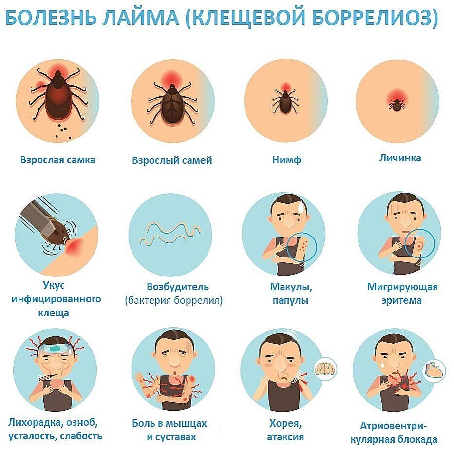 Герпес половой и на губах вызывает страшные осложнения и смерть
