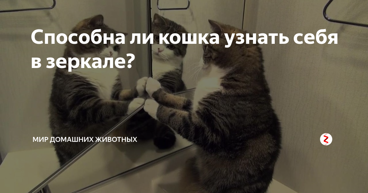 Как видят кошки: секреты и особенности восприятия животными окружающего мира