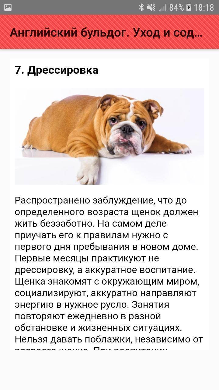 Французский бульдог: описание, характер и уход
