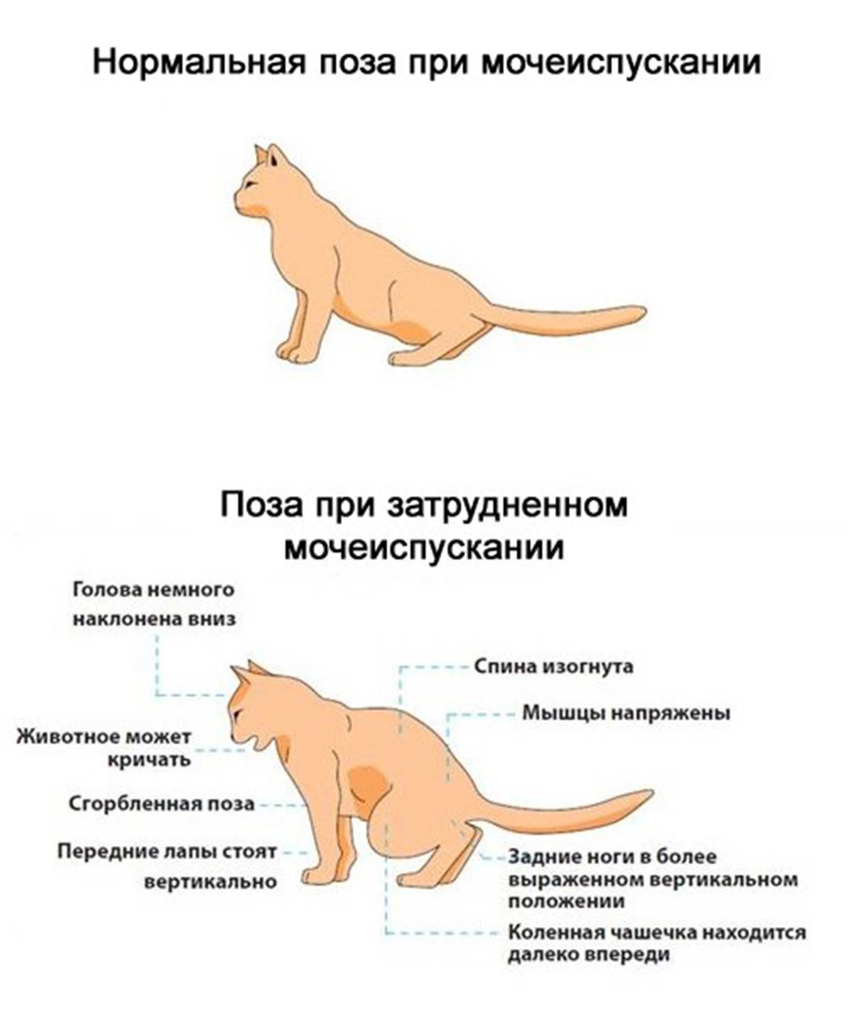 Причины раздутия живота у кошки, основные симптомы и лечение животного