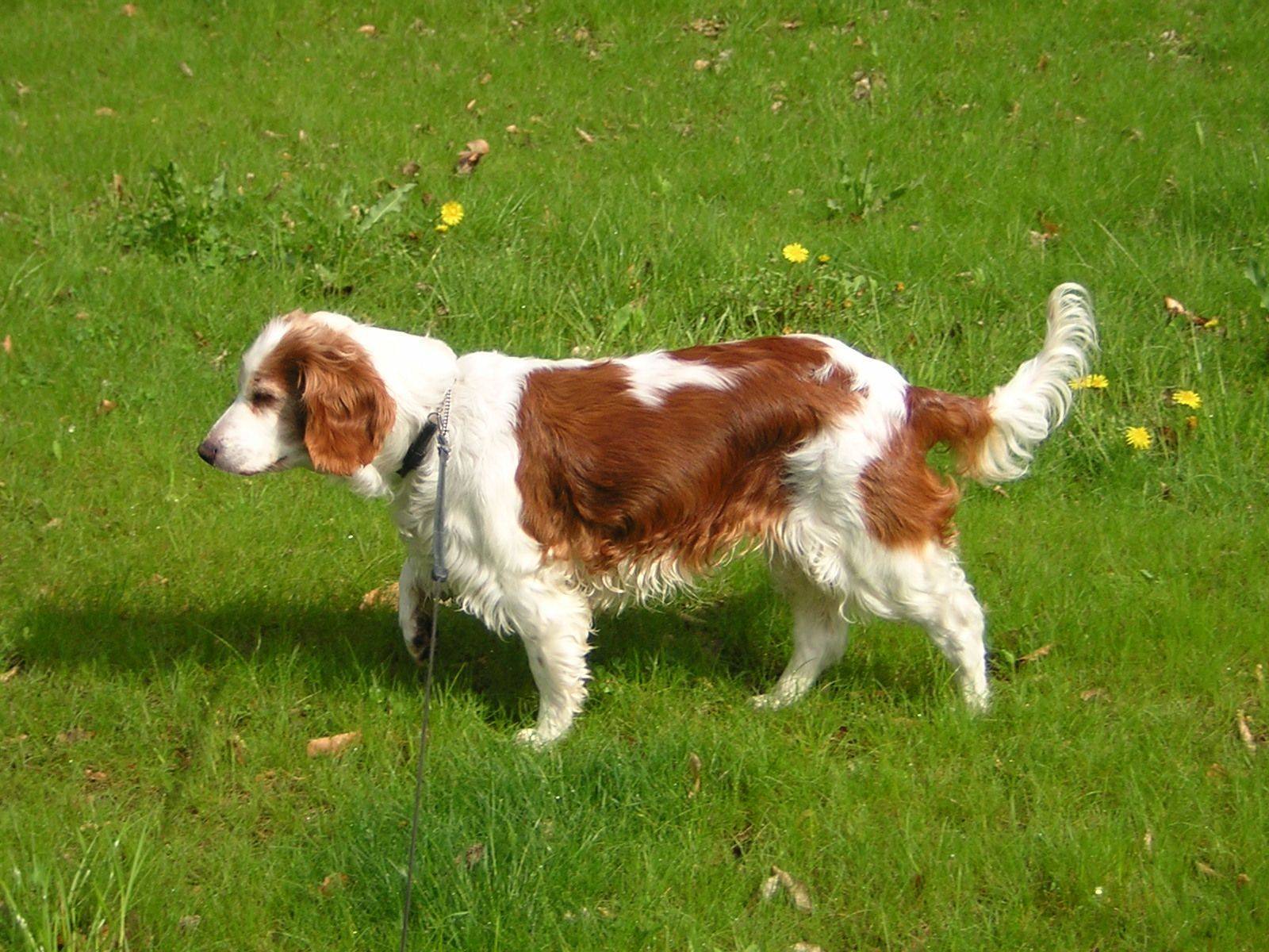 Спрингер собака. описание, особенности, уход и цена породы спрингер