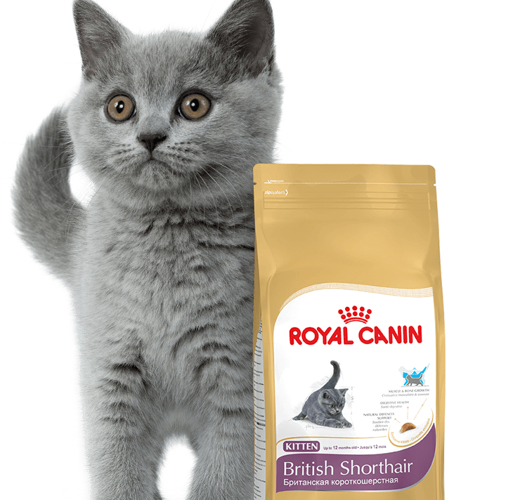 Чем правильно кормить кота британца и вислоухую британскую кошку