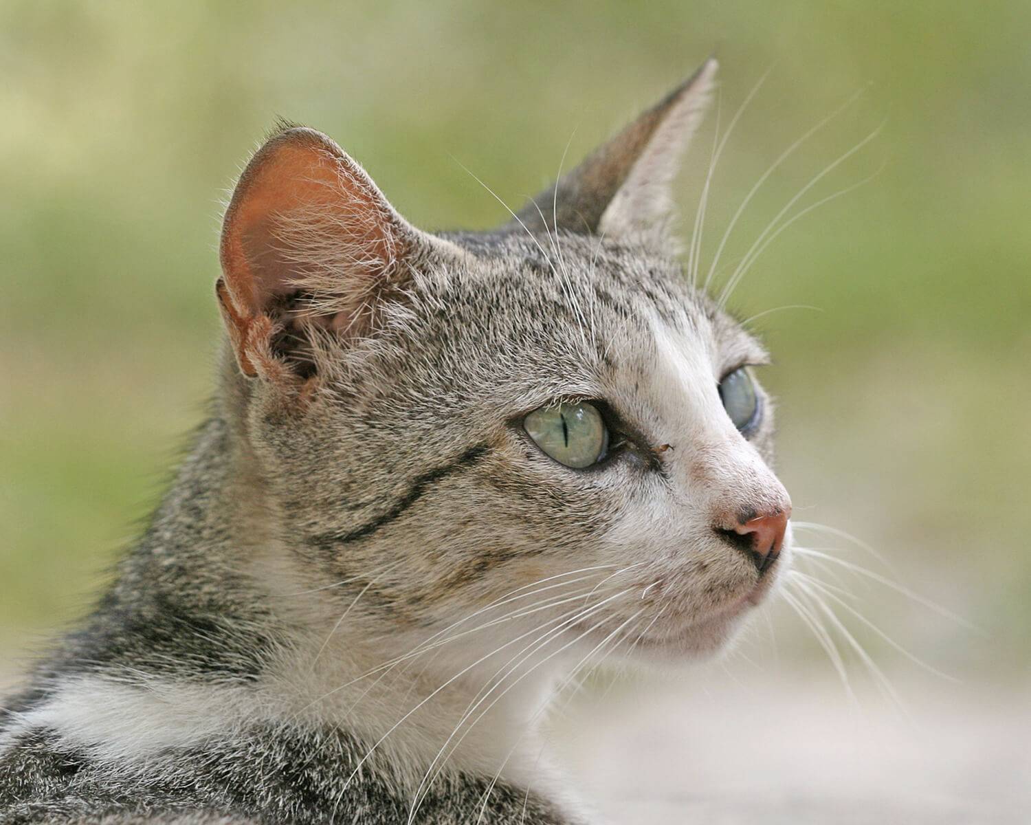 Бразильские короткошёрстные кошки: фото и описание (характер, уход и кормление)