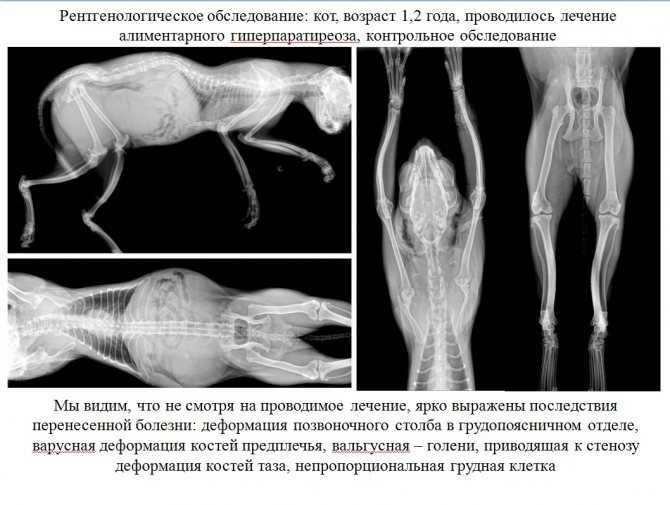 4 причины, почему у котенка рахит: симптомы и лечение