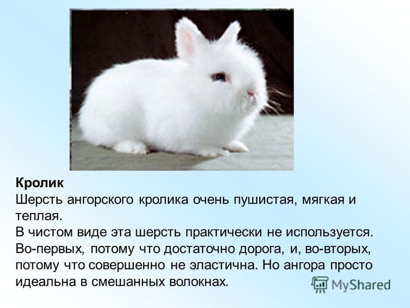 Ангорский кролик – фото, описание, содержание, питание, размножение