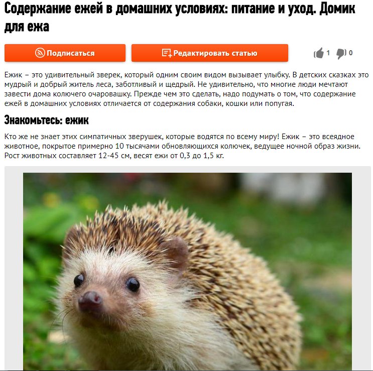 Как содержать ежика в домашних условиях?