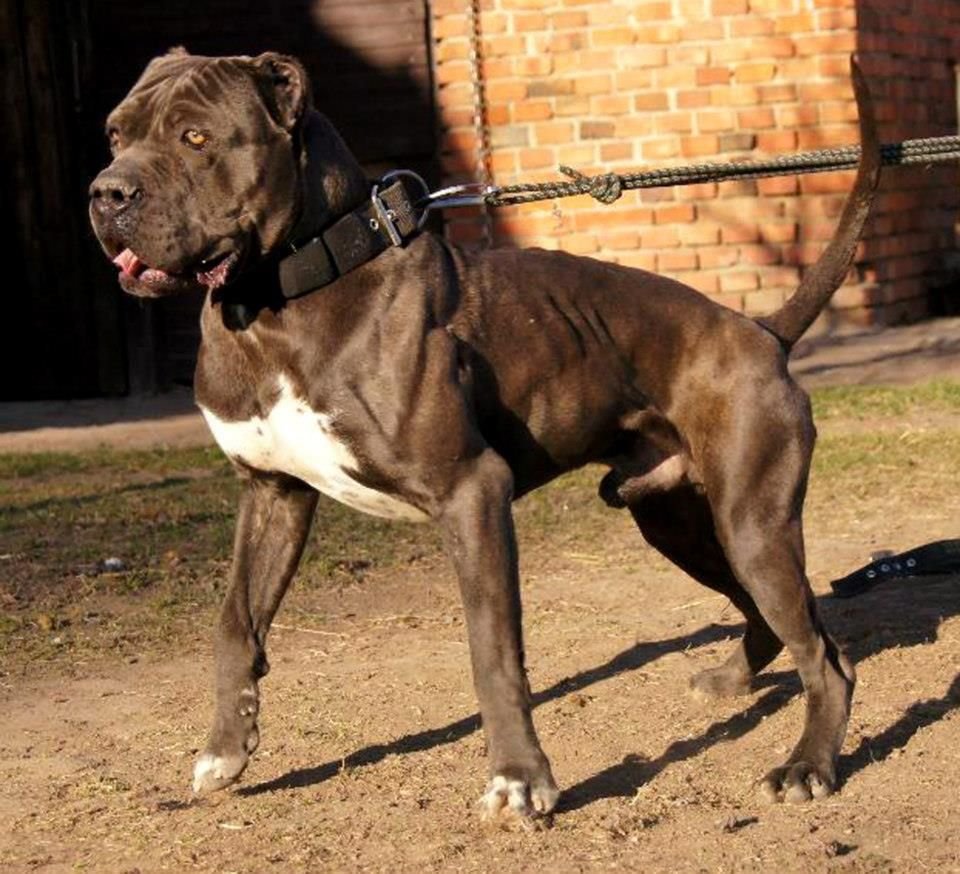 Американский бандог - описание, фото бандога, характер, воспитание и здоровье породы | for-pet