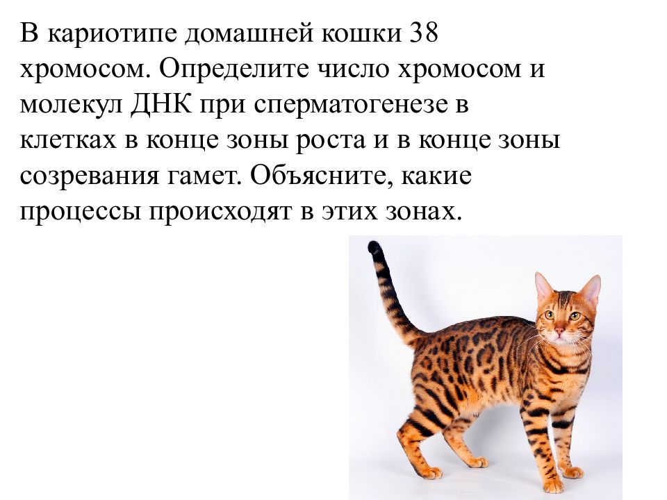 Генетические аномалии - питомник шотландских кошек style jasmine г. санкт-петербург