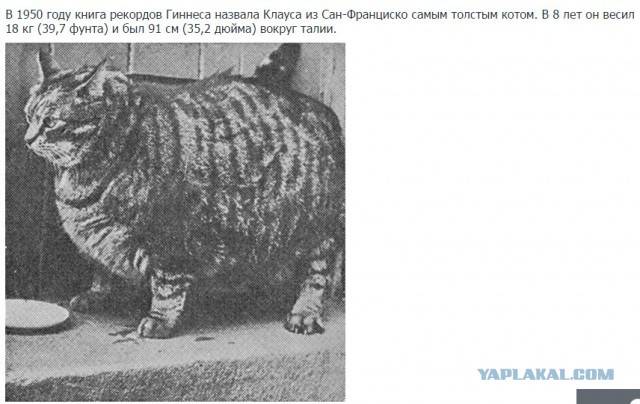 Какая кошка является самой толстой в мире: вес и другие характеристики толстяков