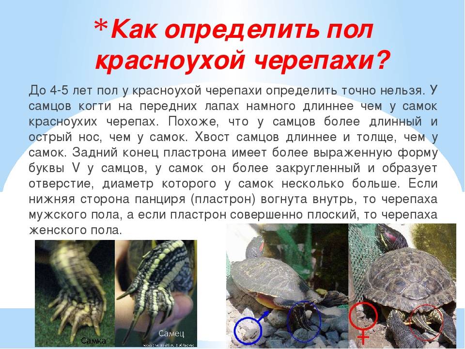 ᐉ как определить пол у черепахи красноухой? - zooshop-76.ru