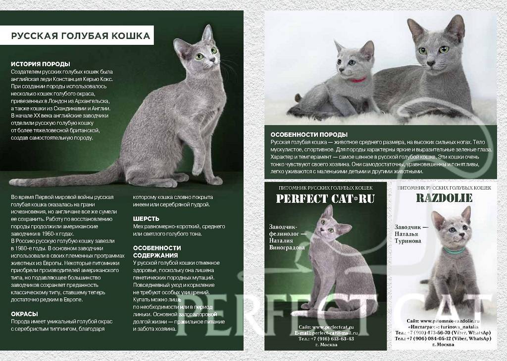 Русская голубая кошка: особенности содержания породы