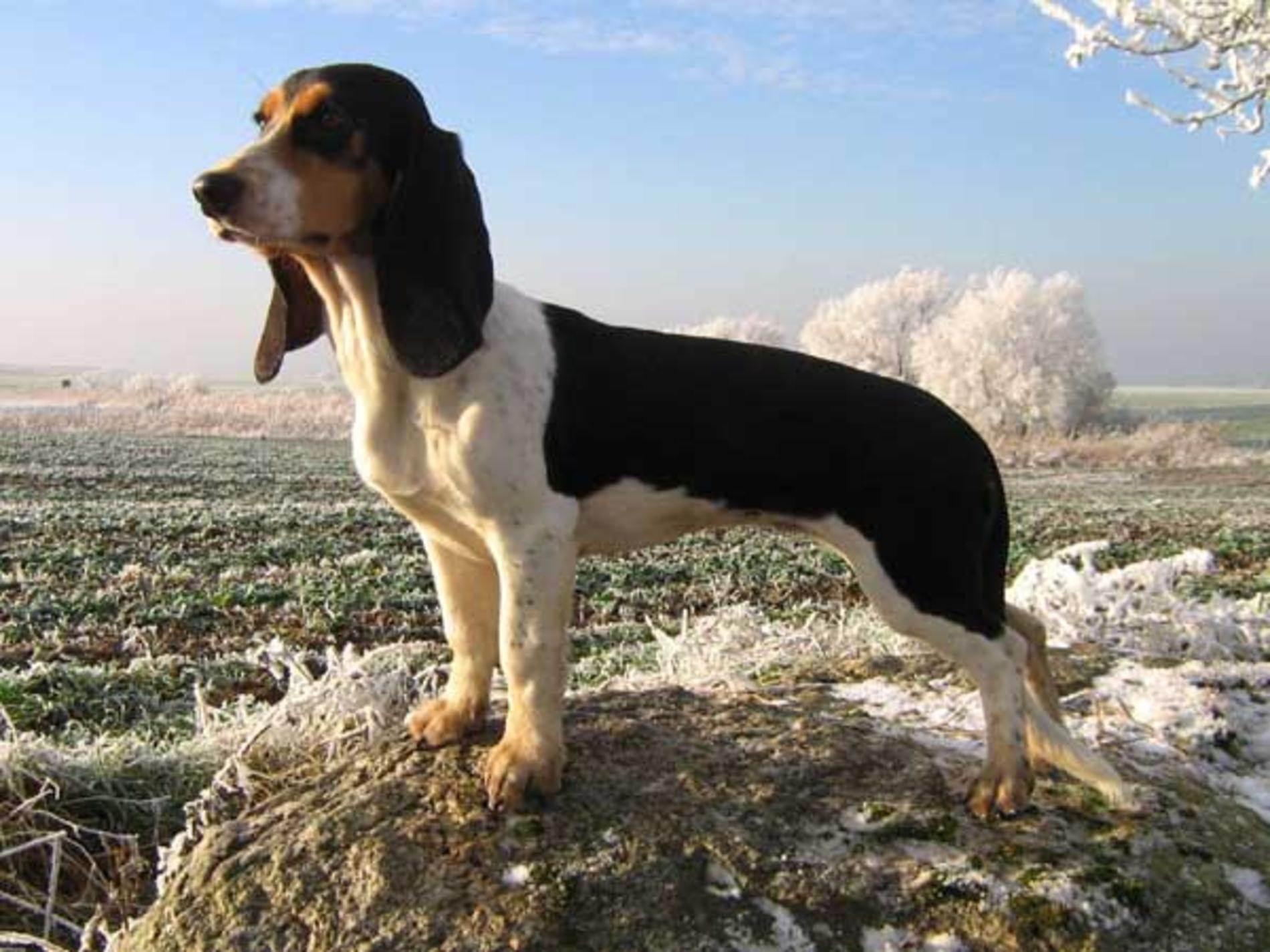 Гончие собаки (50 фото): английская порода, какой борзый, описание