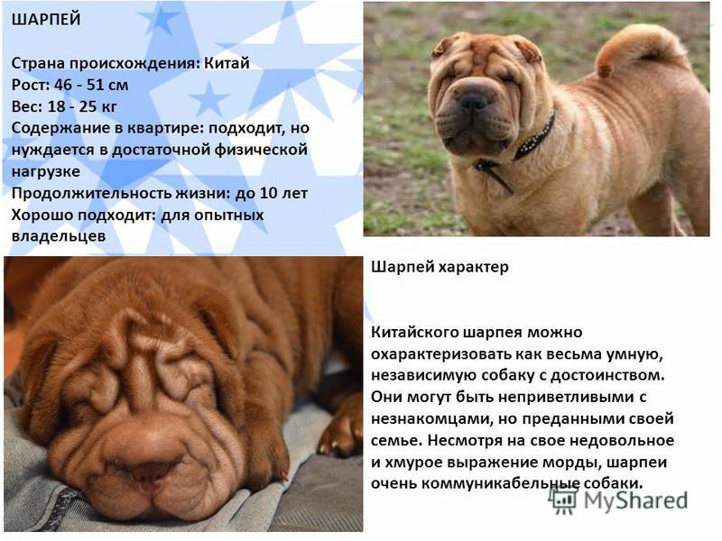 Шарпей — описание породы собаки от а до я
