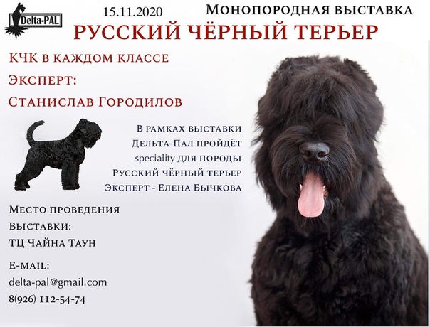 Порода собак русский черный терьер и ее характеристики с фото