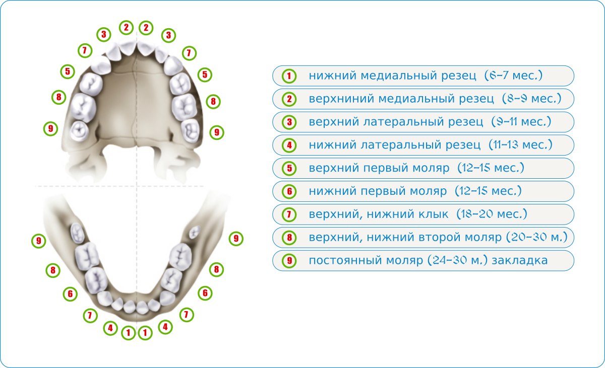 Смена зубов у детей на постоянные по возрасту фото схема