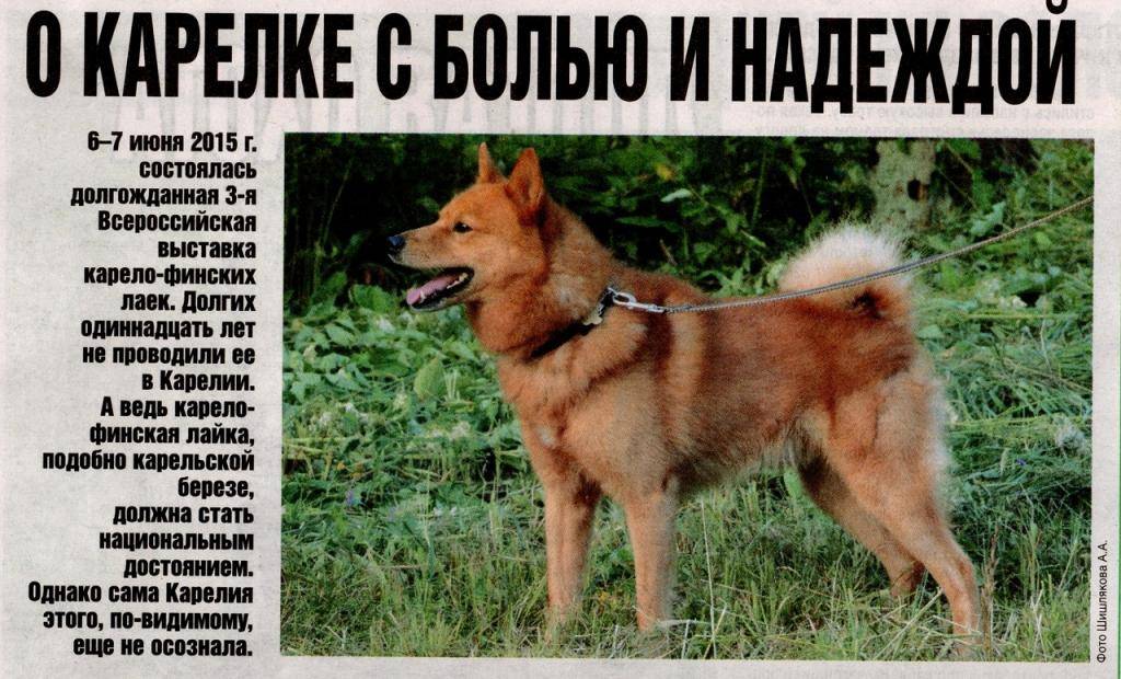 Финский шпиц: фото, цена на щенков, описание породы, отличия от других собак, характер