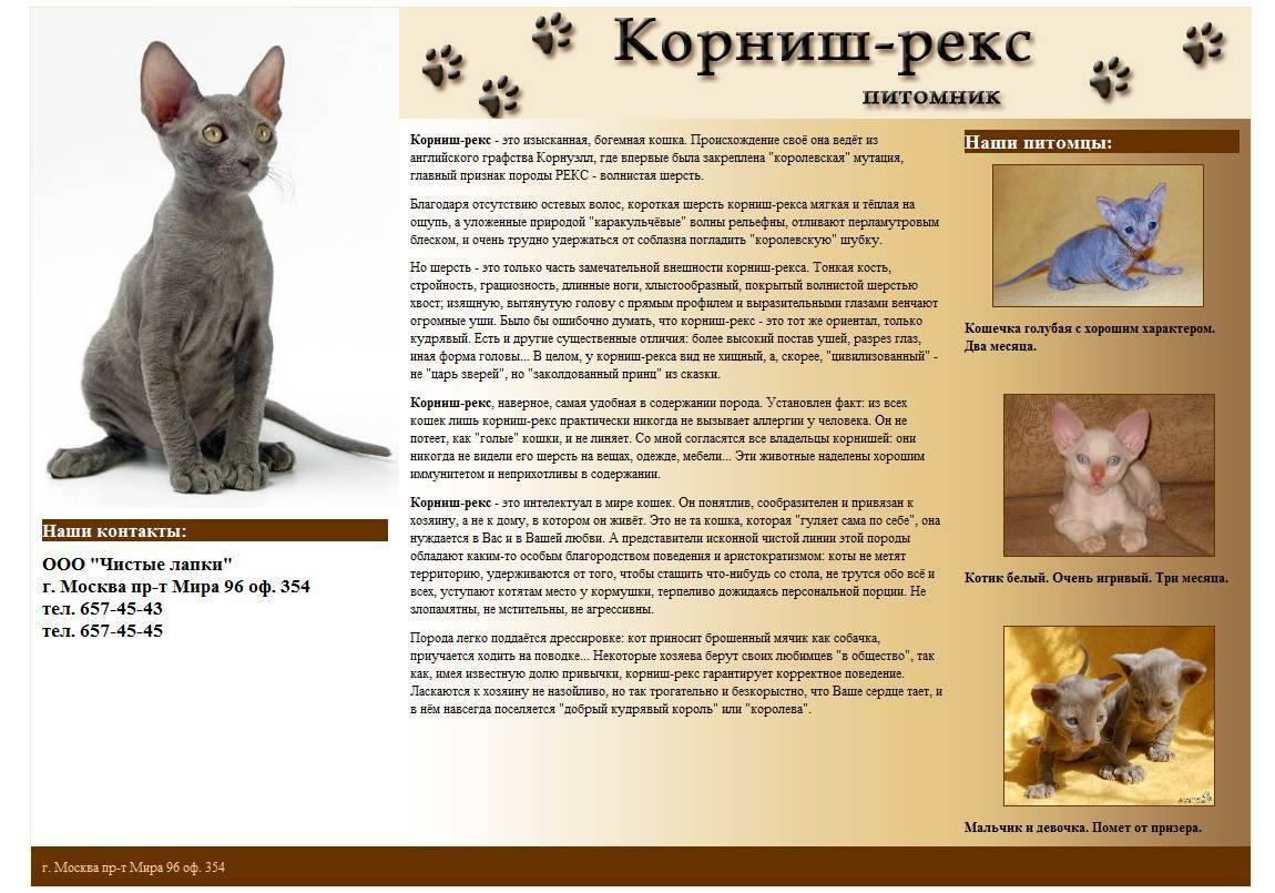 Пиксибоб - описание, характеристика, уход за породой кошек