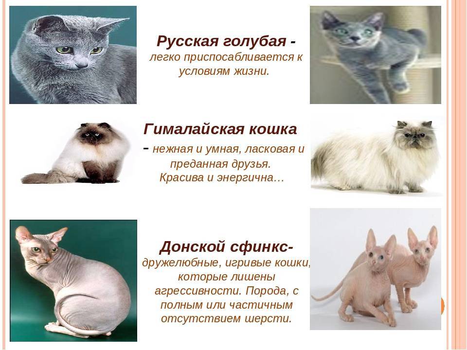 Самые умные породы кошек: топ - 10 сообразительных животных