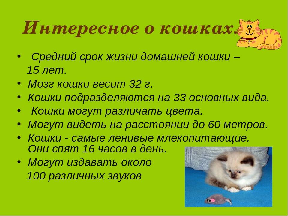 Сколько живут кошки в домашних условиях: таблица продолжительности жизни по породам + советы, как продлить жизнь коту