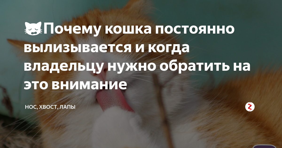 Кошка постоянно облизывается - естественный рефлекс или предвестник недуга | ваши питомцы