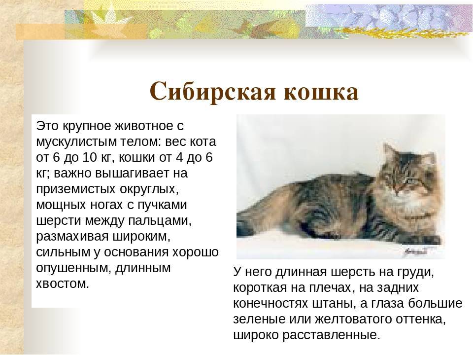 Кошки и коты сибиряки: особенности русской сибирской породы