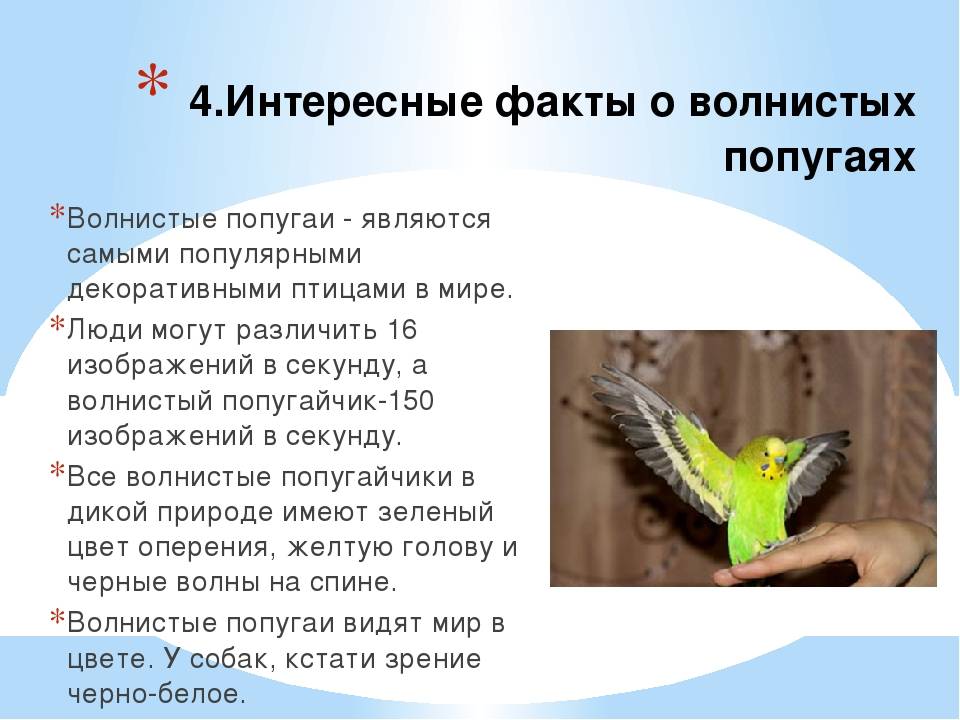 Волнистые попугайчики: интересные факты