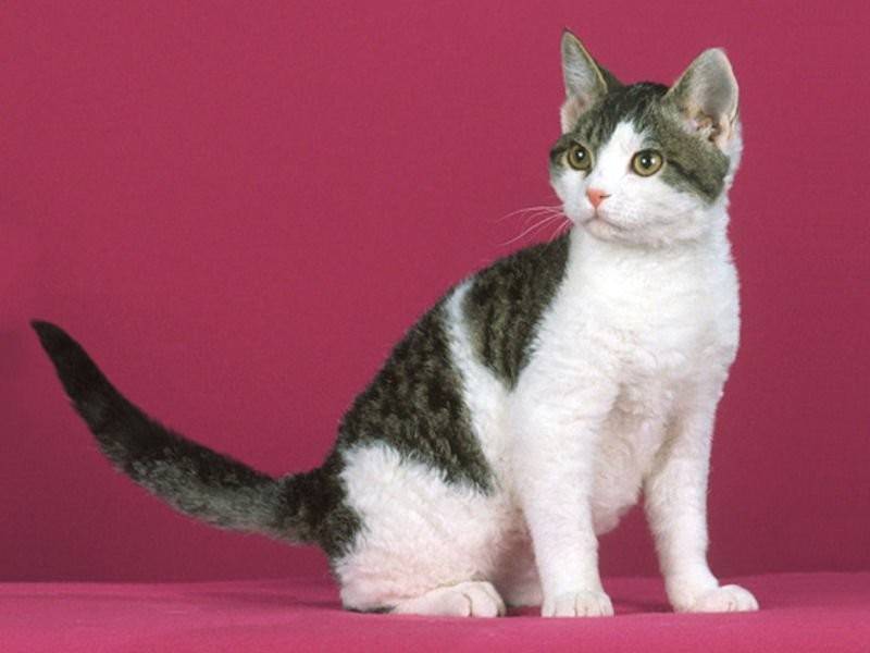 Американская короткошёрстная кошка: как выглядит, сколько стоит, как ухаживать, чем кормить