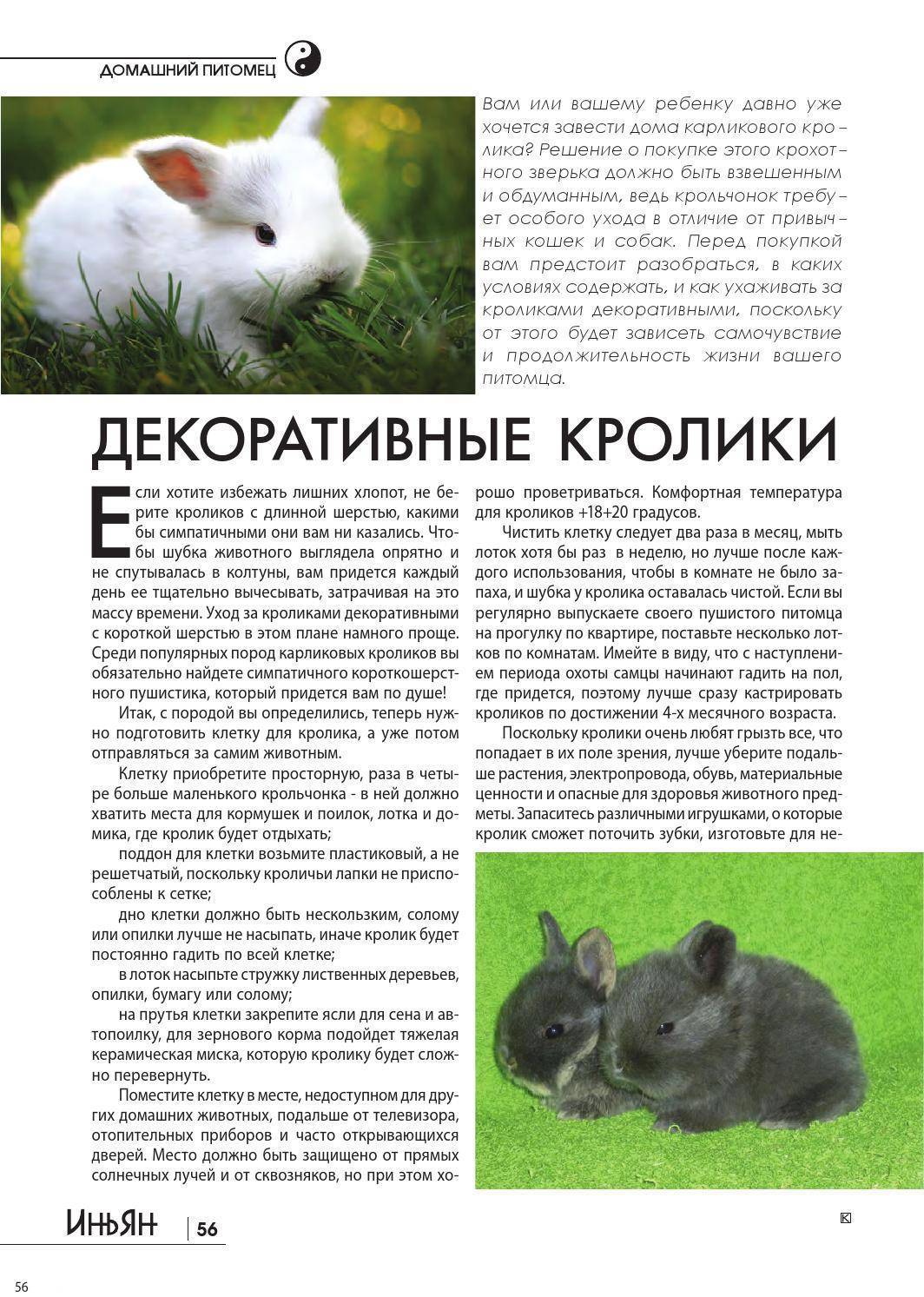 Сколько лет живут кролики в домашних условиях обычные и декоративные?