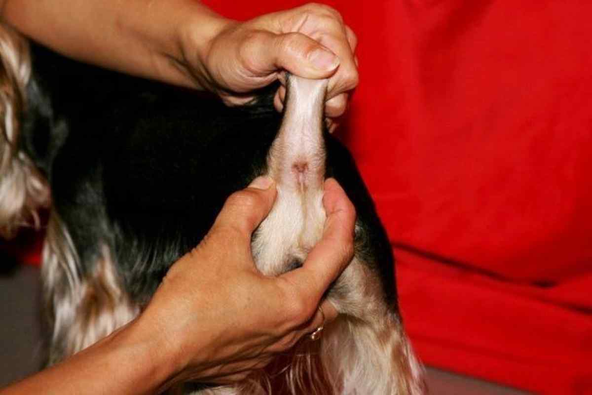 Какие у кошки бывают выделения из заднего прохода