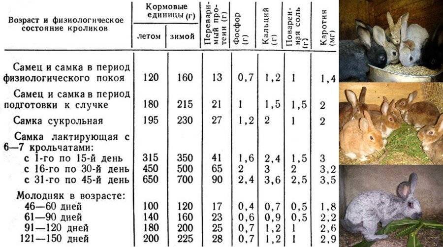 Как узнать что крольчиха беременна и чем ее кормить