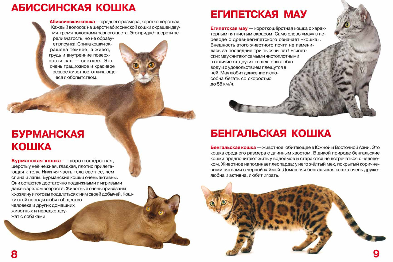 Размеры Абиссинская и Бенгальская кошка