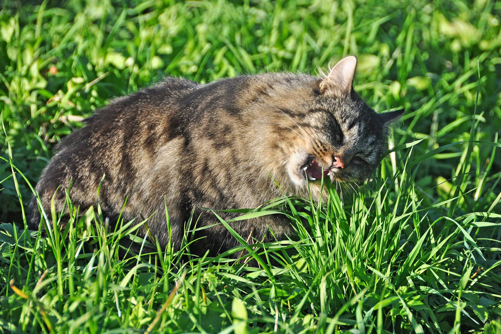 Какую траву любят кошки и зачем они ее едят