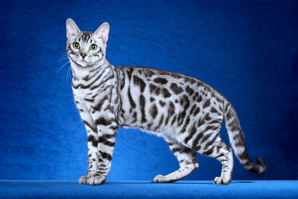 Бенгальская кошка: характеристика породы, сколько стоит содержание, чем питается, темперамент кошки, 145 фото
