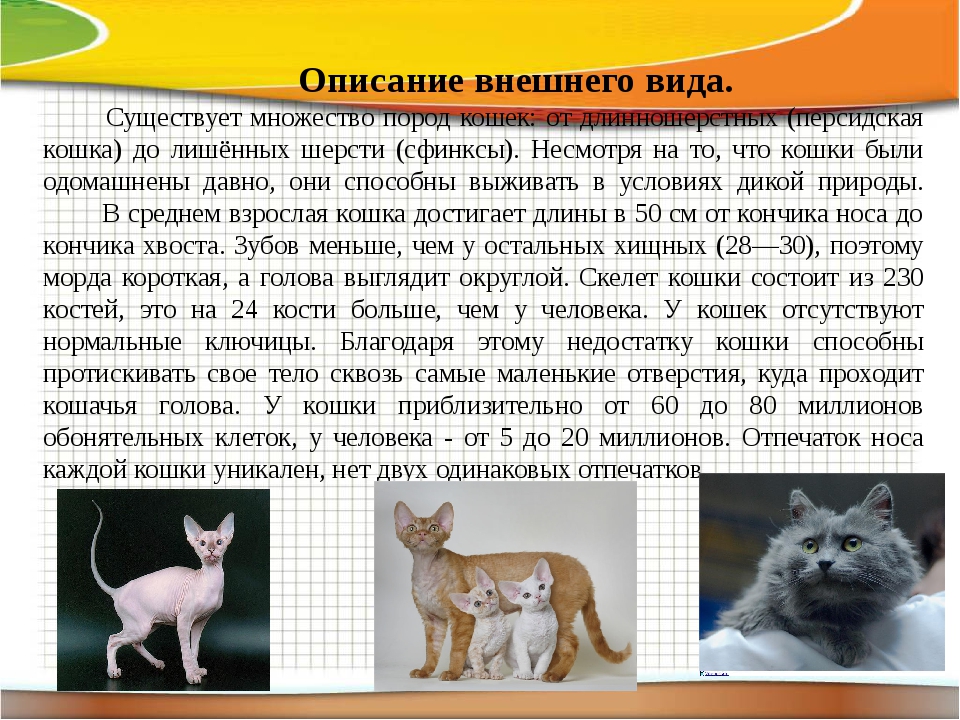 Породы кошек с круглыми ушами - oozoo.ru
