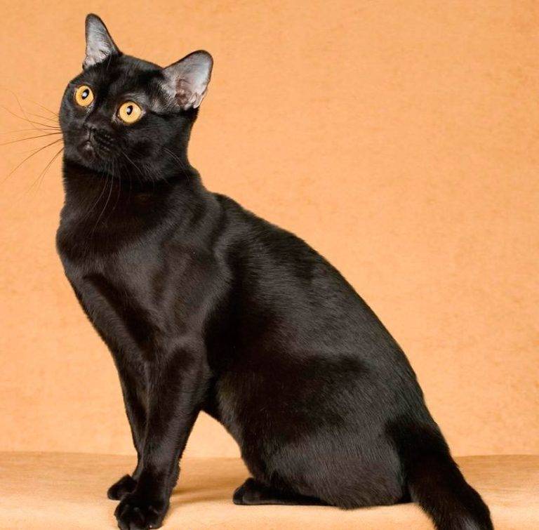 Бомбейская кошка: фото, описание, характер, содержание, отзывы