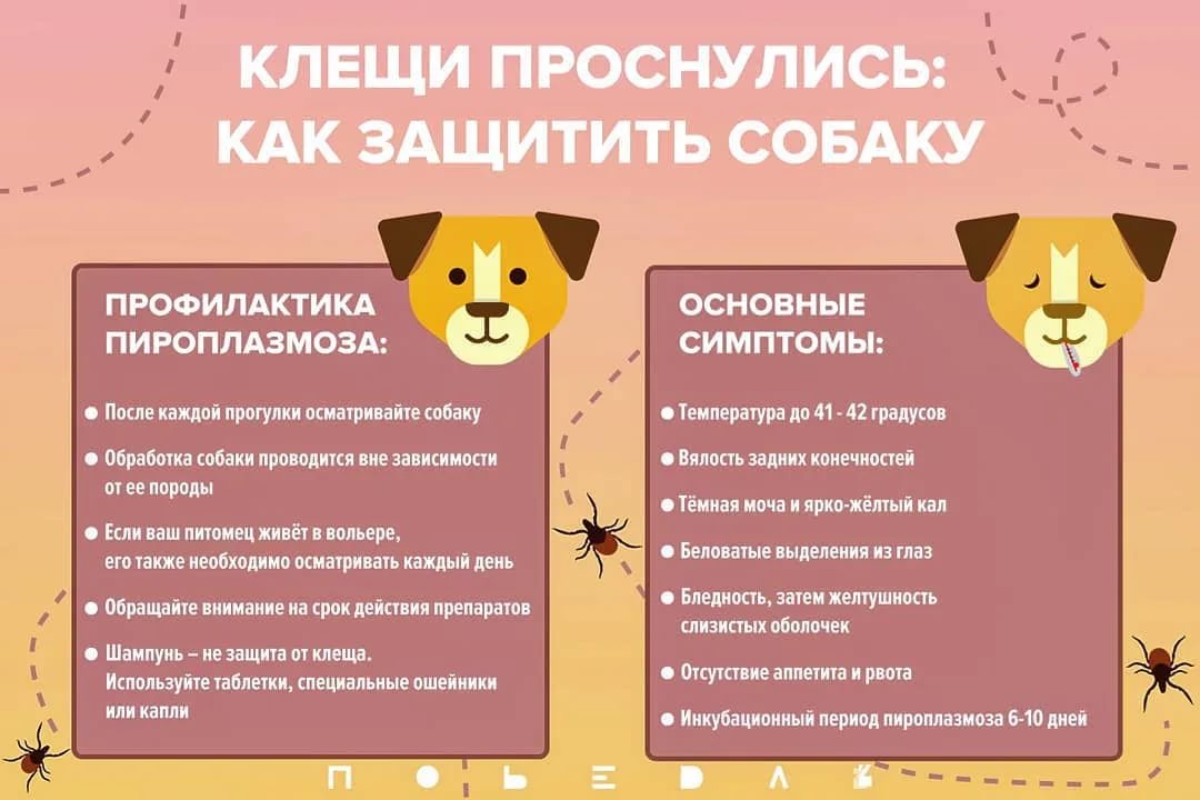 Правильное воспитание котенка: советы и рекомендации экспертов | ваши питомцы