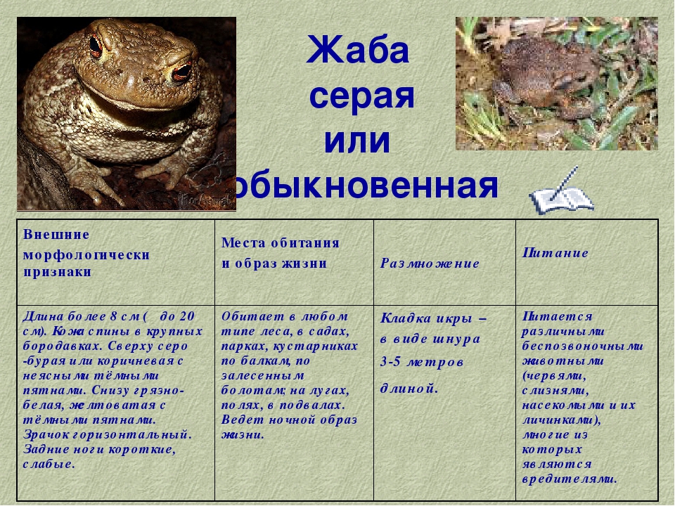 Жаба земляная – фото, описание, ареал, питание, враги, популяция
