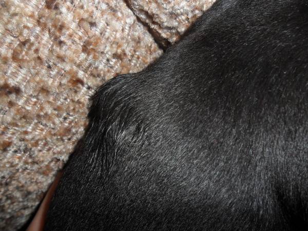 Подкожные шишки у собаки по всему телу — что это значит?