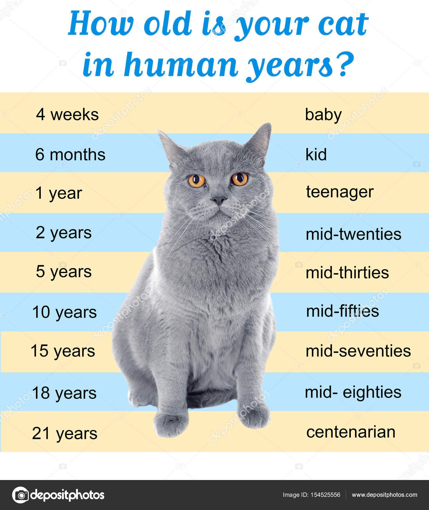 Жизнь кота сколько лет. Кочьи года. Кошачьи года. Кошачий Возраст. Год кошки на человеческий.