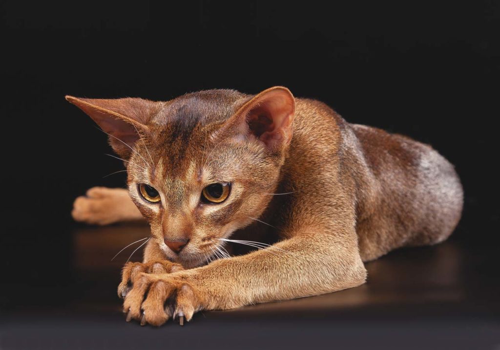 Порода и характер абиссинской кошки: подробное описание животных