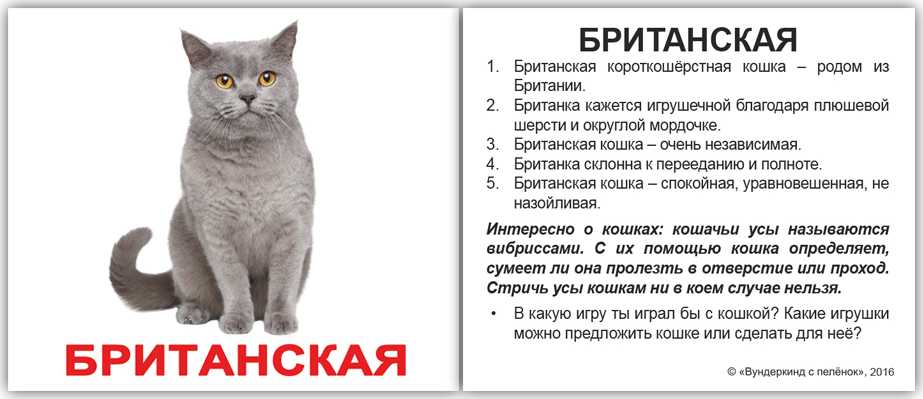 Как назвать кота британца мальчика и девочку: популярные клички для британских кошек
