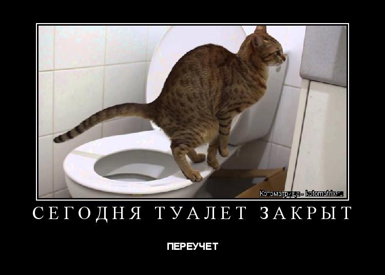 Что делать, если котенок ездит на попе? причины и как помочь +видео
