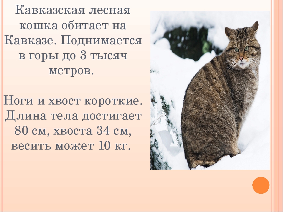 Дальневосточный лесной кот: фото и описание, среда обитания :: syl.ru