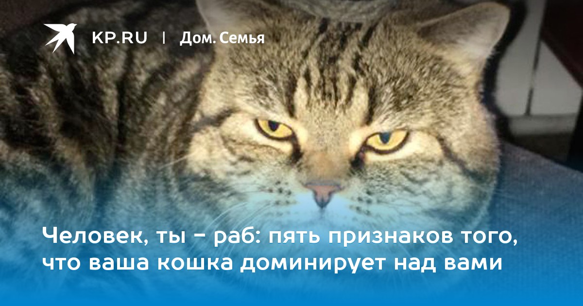 Как понять что кот расстроен. 15 Признаков того, что вы кот.. Кошачий язык. 7 Признаков того что вы кот. Твоя кошка есть