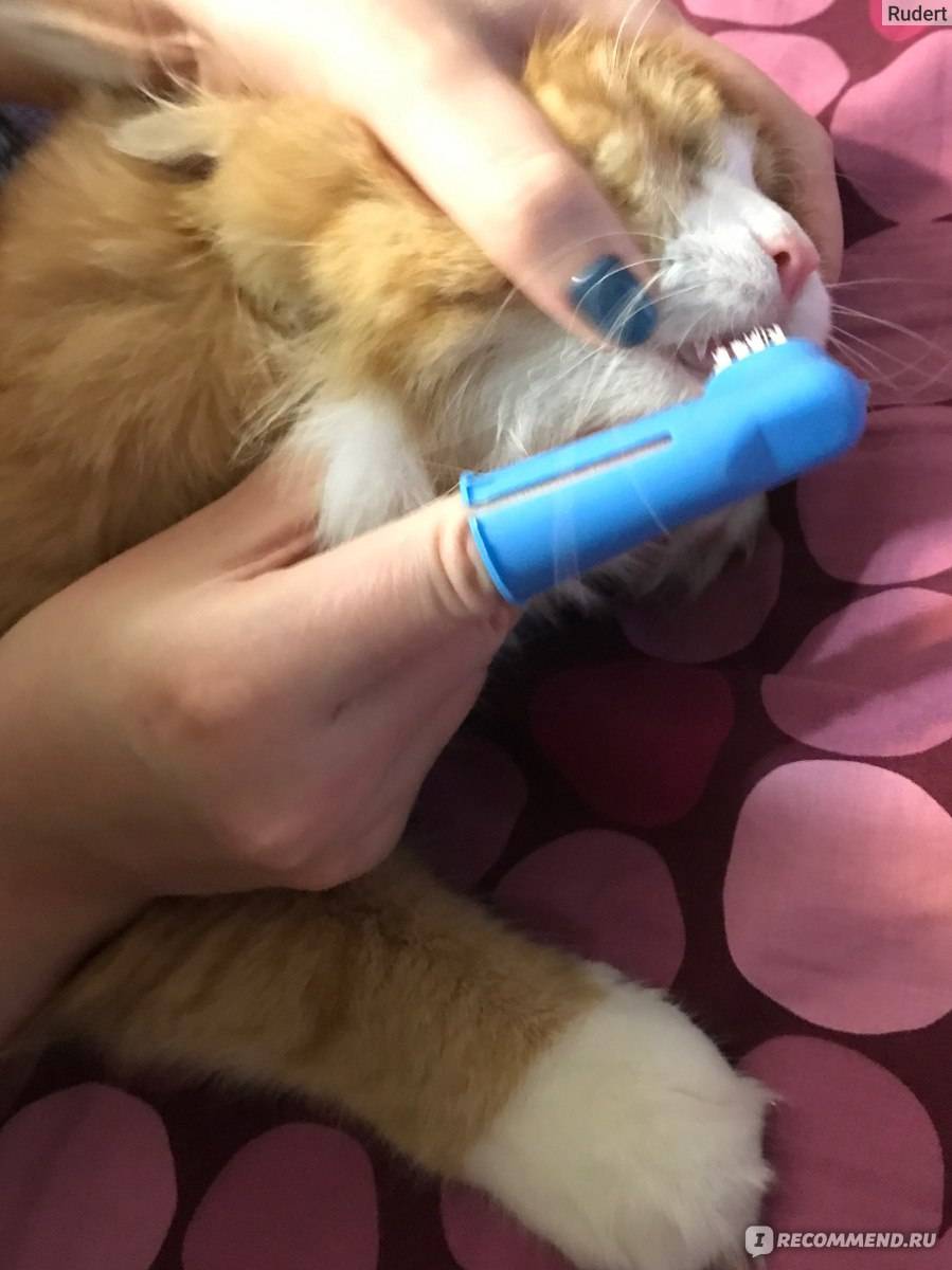 Как почистить кошке зубы в домашних условиях: правильное проведение процедуры, необходимые средства