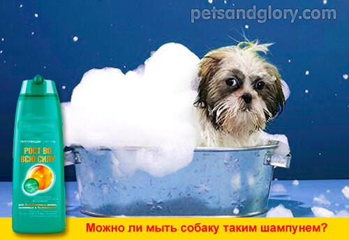Чем заменить шампунь для собак - dogkind.ru